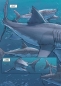 Megalodon